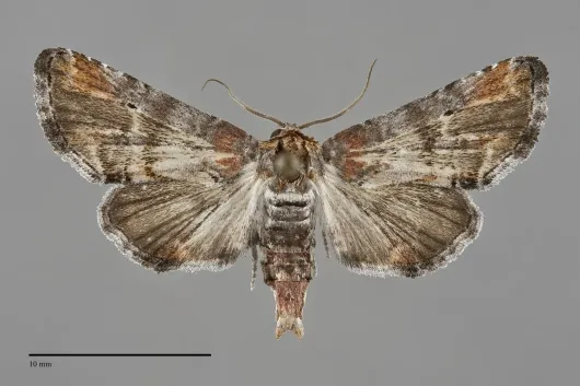 Marathyssa inficita