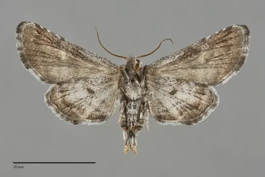 Marathyssa inficita