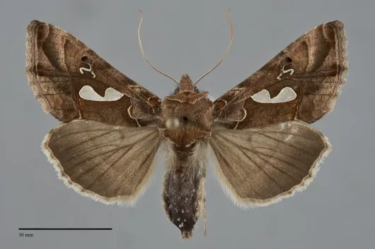 Megalographa biloba