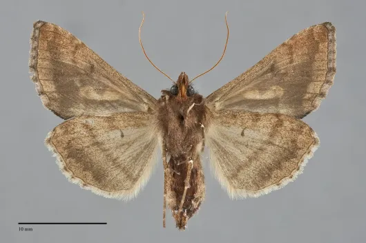 Megalographa biloba
