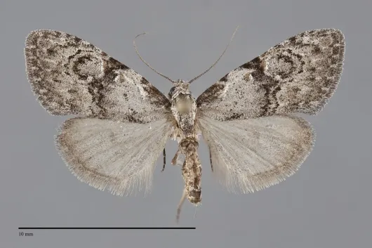 Meganola minuscula