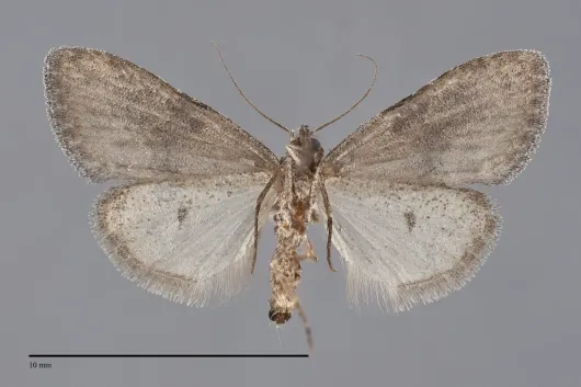 Meganola minuscula