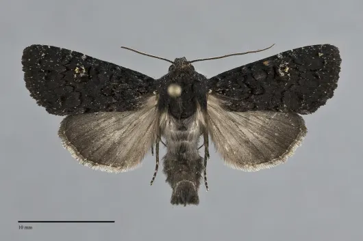 Melanapamea mixta