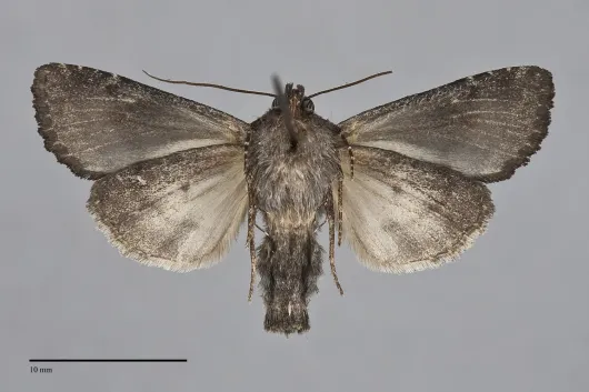 Melanapamea mixta