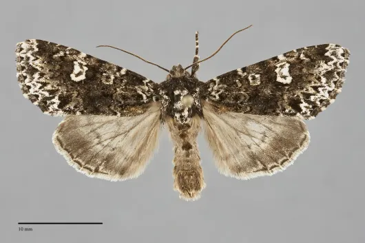 Melanchra adjuncta