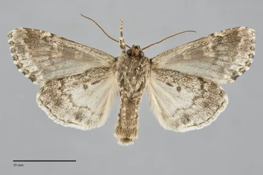 Melanchra adjuncta