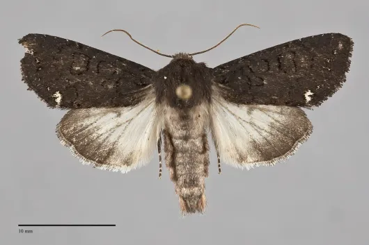Melanchra assimilis