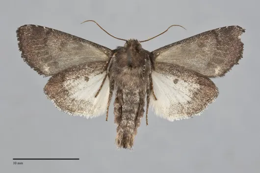 Melanchra assimilis