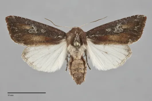 Melanchra picta