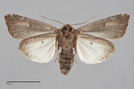 Melanchra picta
