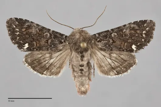 Melanchra pulverulenta