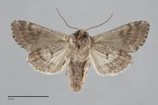 Melanchra pulverulenta