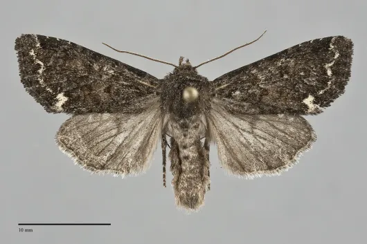 Melanchra pulverulenta