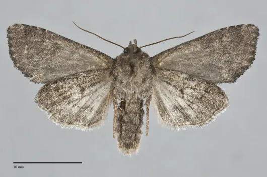 Melanchra pulverulenta
