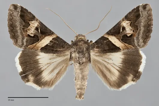 Melipotis indomita