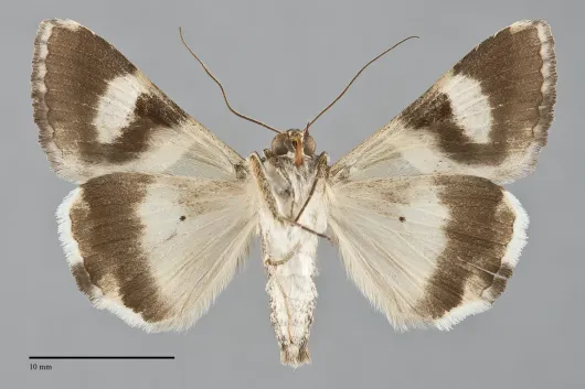 Melipotis indomita