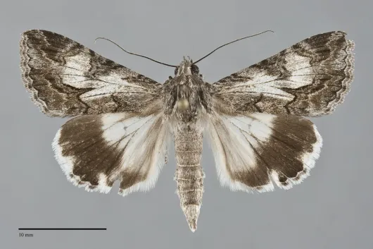 Melipotis jucunda