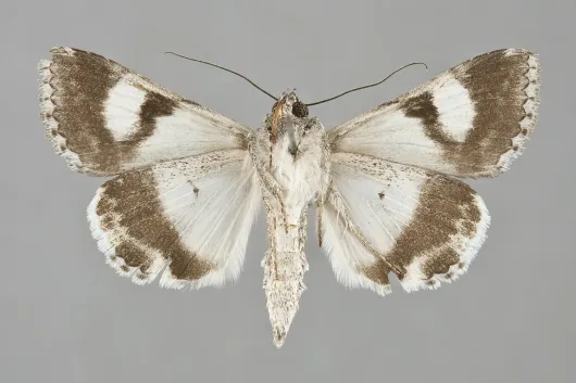 Melipotis jucunda