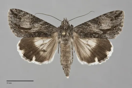 Melipotis jucunda