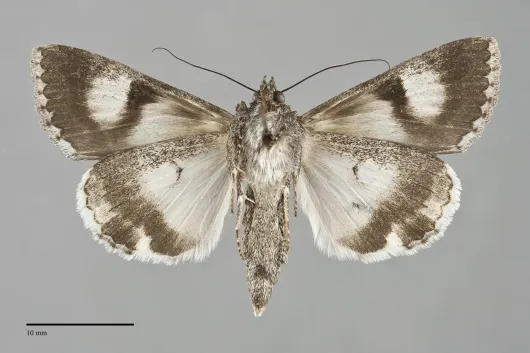 Melipotis jucunda