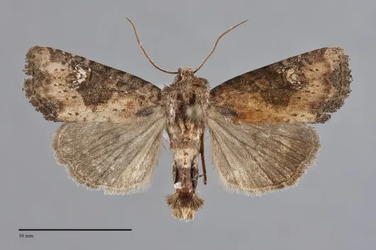Mesapamea fractilinea