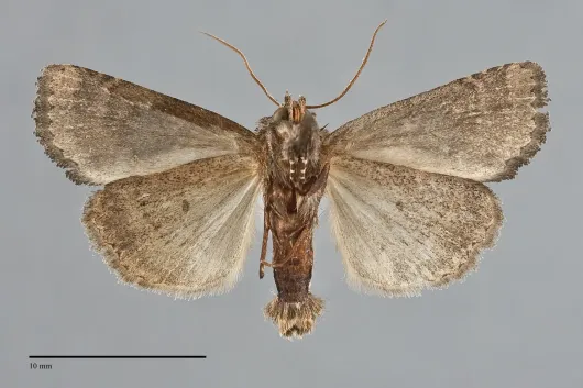 Mesapamea fractilinea