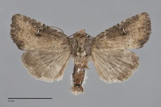 Mesapamea fractilinea