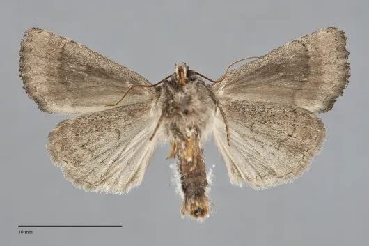 Mesapamea fractilinea
