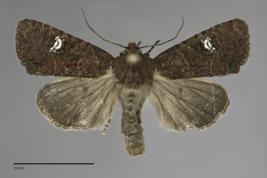 Mesapamea secalis