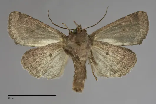 Mesapamea secalis