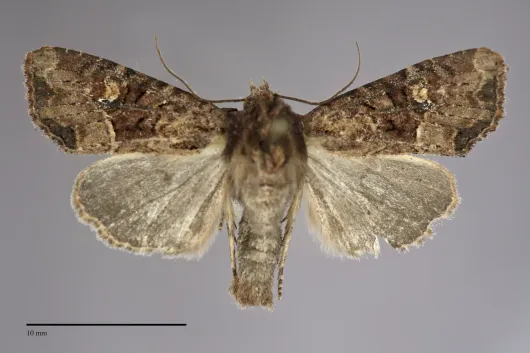 Mesapamea secalis