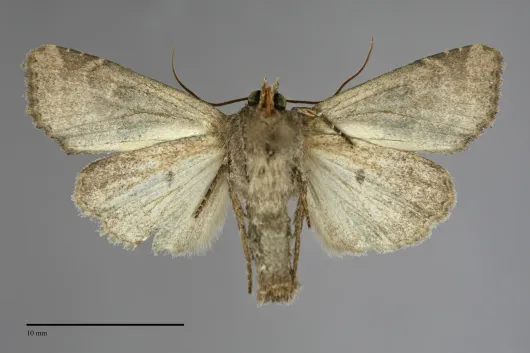 Mesapamea secalis