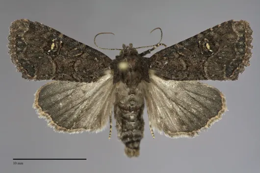 Mesapamea secalis