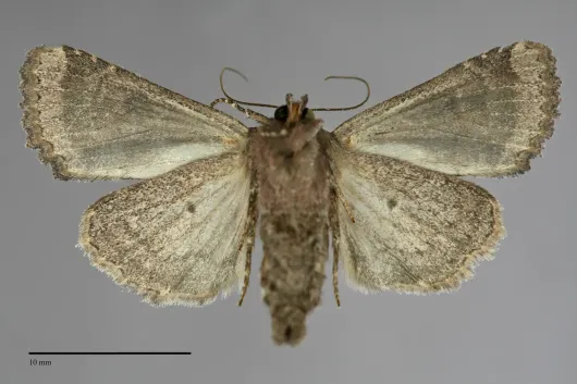 Mesapamea secalis