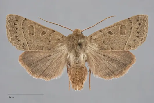 Mesogona olivata