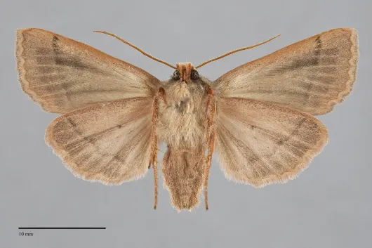 Mesogona olivata