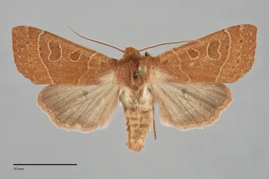 Mesogona olivata