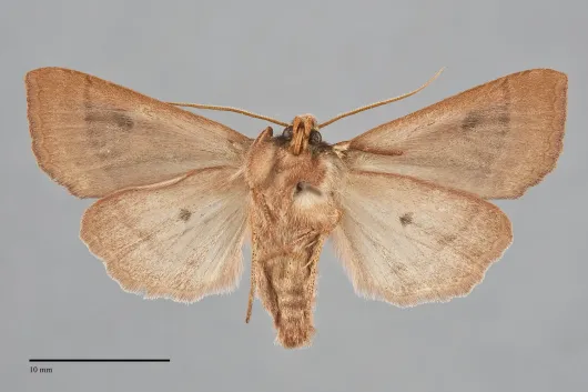 Mesogona olivata