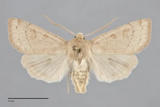 Mesogona olivata