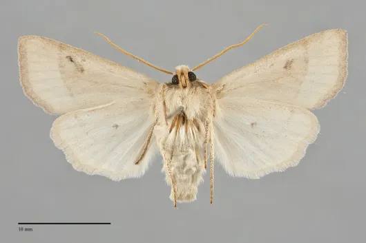 Mesogona olivata
