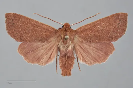 Mesogona rubra