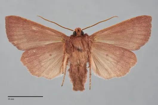 Mesogona rubra