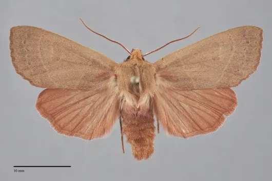 Mesogona rubra