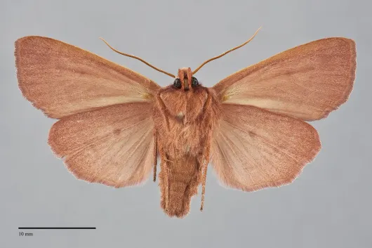 Mesogona rubra