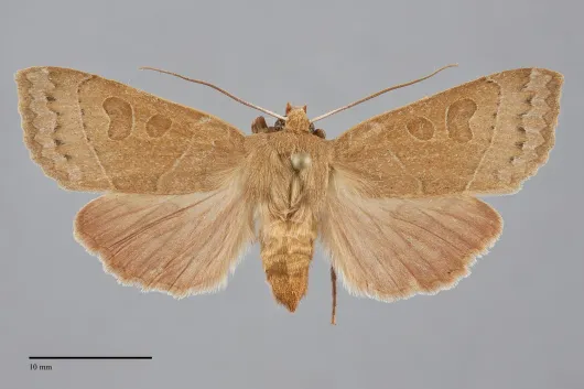 Mesogona subcuprea