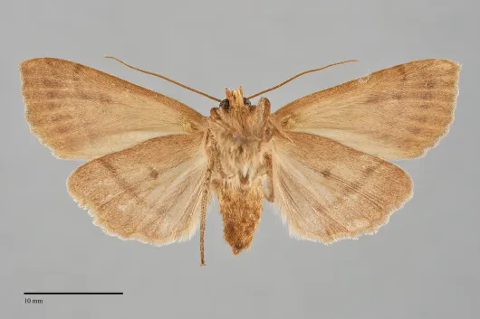 Mesogona subcuprea