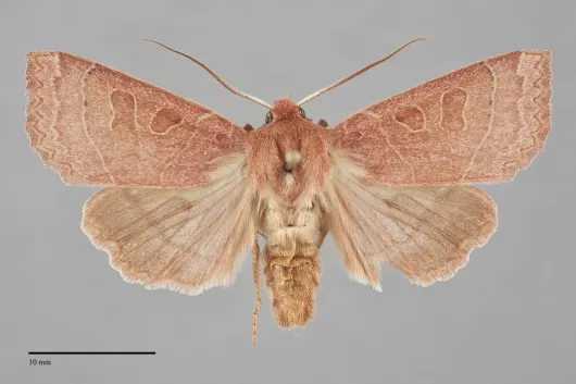 Mesogona subcuprea