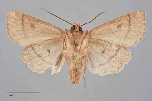 Mesogona subcuprea