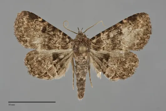 Metalectra bigallis