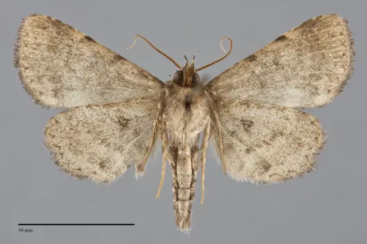 Metalectra bigallis